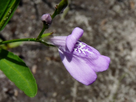 {Justicia crassifolia}